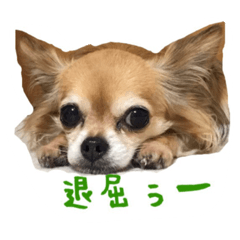 [LINEスタンプ] くるみとちょこSTYLE