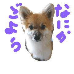 [LINEスタンプ] HAPPYorkimoti PartII