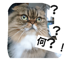 [LINEスタンプ] 猫のスイス