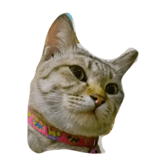 [LINEスタンプ] catcatza