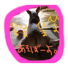 [LINEスタンプ] ワンちゃんの日々