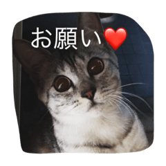 [LINEスタンプ] 使えるニャチジョウstamp2