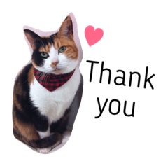 [LINEスタンプ] 三毛猫ハルちゃん