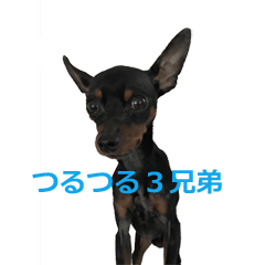 [LINEスタンプ] three brothers dogs