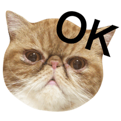 [LINEスタンプ] カイチックショートヘア