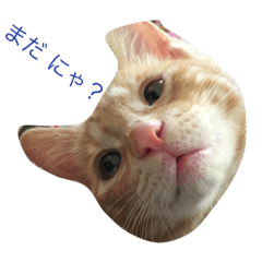 [LINEスタンプ] 龍からのメッセージ