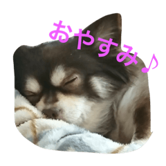 [LINEスタンプ] デカチワワのCHACHA