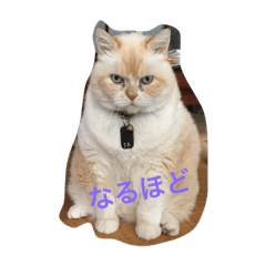 [LINEスタンプ] イブのスタンプ