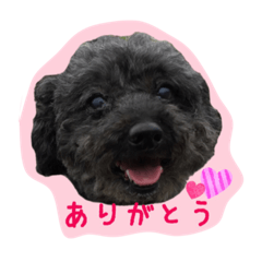 [LINEスタンプ] 黒プーロイと妹ニャンズ2