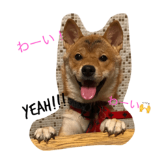 [LINEスタンプ] 柴犬♡つばき 2