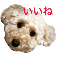 [LINEスタンプ] トイプードルのクオン