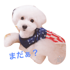[LINEスタンプ] 愛犬コタロー