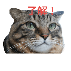 [LINEスタンプ] chibichibi cat