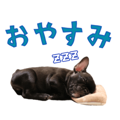 [LINEスタンプ] ブルブルブルドッグ