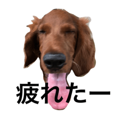 [LINEスタンプ] アイリッシュセターの沙羅のぼやきー
