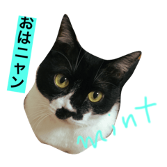 [LINEスタンプ] 保護猫 mint