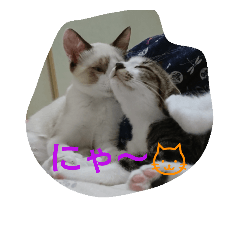 [LINEスタンプ] catsworld
