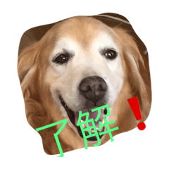 [LINEスタンプ] belle LOVE