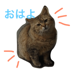 [LINEスタンプ] うちのみーさん