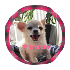 [LINEスタンプ] チワワのLuLu＆POLO 2