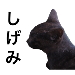 [LINEスタンプ] 可愛い黒猫のしげみシリーズ1