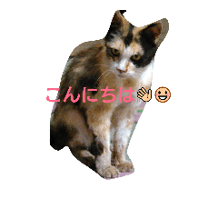 [LINEスタンプ] ゴンとキジと野良猫