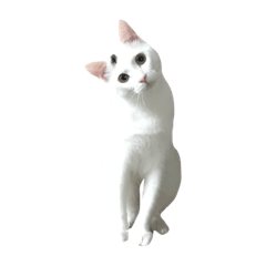 [LINEスタンプ] しろの毎日