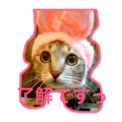 [LINEスタンプ] ココチョコスタンプ