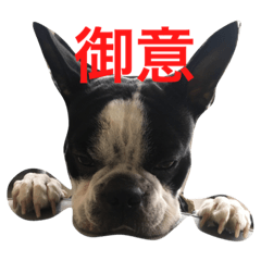 [LINEスタンプ] ボステリこじくん