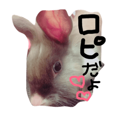 [LINEスタンプ] うさぎのろぴ♡♡♡
