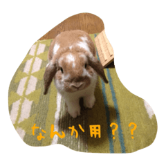 [LINEスタンプ] 蘭丸