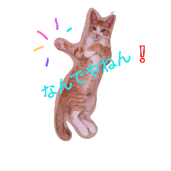 [LINEスタンプ] ねこ 大阪弁ver