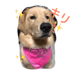 [LINEスタンプ] ゴールデンレトリバーしゅんくん