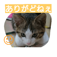 [LINEスタンプ] pokoyon