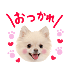[LINEスタンプ] かわいい犬たち♡よく使う言葉集 決定版！