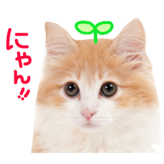 [LINEスタンプ] かわいい猫♡の画像（メイン）