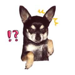[LINEスタンプ] チワワのかわいいれおくん