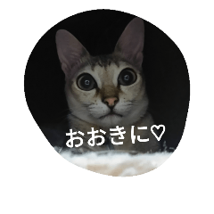[LINEスタンプ] ココアやん