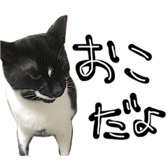 [LINEスタンプ] TOM    by Asuka