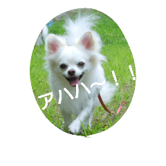 [LINEスタンプ] MIX犬のチョコちゃんだよ2の画像（メイン）