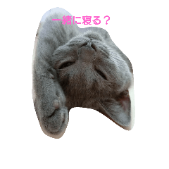 [LINEスタンプ] yutachan