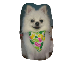 [LINEスタンプ] cccuuuttteee