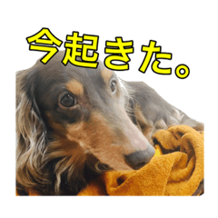[LINEスタンプ] 犬スタンプ1588