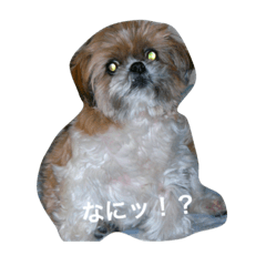 [LINEスタンプ] チロ＆マロン