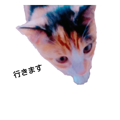 [LINEスタンプ] NEKOBAI