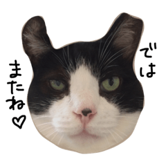[LINEスタンプ] 猫のぎゅうさんの画像（メイン）
