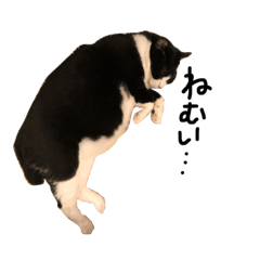 [LINEスタンプ] Hello！ His name is gyuuchan.