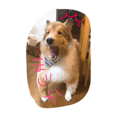 [LINEスタンプ] りんの毎日