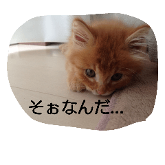 [LINEスタンプ] 写真かわいい表情ゆたかな動物たち