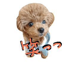 [LINEスタンプ] くま犬アム 1